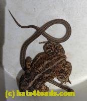 /home//u458753944/public_html/sourcegallery//////////////////Roxborough Toad Detour/2026/2026-04-01/20260401_201044~2.jpg
